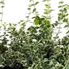 Wintercreeper Silver Queen 2L Anteprima dell’immagine prodotto 5