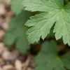 Bloomique - Lot de 3 - Géranium macrorrhizum ‘Spessart’ - Voir les images du produit 5