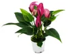 Kleine Flamingoblume Anthurium andreanum Baby-Anthurie Produktbild-Vorschau 1