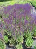 Garten Salbei Caradonna - Salvia nemorosa Produktbild-Vorschau 3