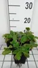6 x Eryngium planum - mužský vrh - květináč 9 x 9 cm Náhled obrázku produktu 2