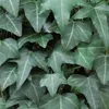 Bloomique - 2er-Set - Hedera Helix - Kleinblättriger Efeu - Produktbild-Vorschau 6