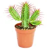 Euphorbia enopla - ostrolistá ostrica - malá rastlina v Náhľad obrázku produktu 1
