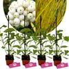 Zestaw 4 dereni kanadyjskich - Cornus sericea 'Flaviramea' Podgląd zdjęcia produktu 1