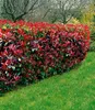 BALDUR Garten 5er Immergrüne Photinia-Hecke 'Red Robin', Produktbild-Vorschau 3
