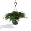 Humata tyermannii Bärenfußfarn Ø 17 cm - Höhe 20 cm - Produktbild-Vorschau 5