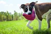 KONG Hundespielzeug KONG Flyer 24 cm rot Produktbild-Vorschau 6