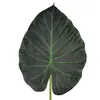 Alocasia ‘Regal Shields’ - Elefantenohr - Zimmerpflanze - Produktbild-Vorschau 2