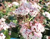 Viburnum tinus 'Lisa Rose'® - Schneeball 25- 30 cm - Produktbild-Vorschau 3