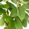 A close-up view of green leaves and branches of a cherry tree. Náhľad obrázku produktu
