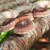 Hawlik Pilzbrut Shiitake Dübel – 20 Pilzdübel, Pilze Produktbild-Vorschau 5