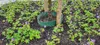 Bordo di colata 30 cm plastica verde - rotolo 20 metri Anteprima dell’immagine prodotto 2