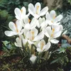 Krokus Jeanne d'Arc, witte bloembollen, 50 stuks. Productafbeelding-voorbeeld 11