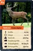 Spiegelburg Quartett (Heimische Tiere) Nature Zoom Produktbild-Vorschau 3