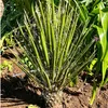 Graines exotiques - Lot de 5 - Robuste - Yucca Filifera - Voir les images du produit 5