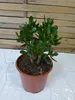 [Palmenlager] Crassula ovata 50 cm - 24 cm Ø Topf - Produktbild-Vorschau 1