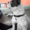 Hundegurtadapter PKW mit Schließhaken Gurtadapter Produktbild-Vorschau 4