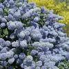 2 x  vreckovník  - Ceanothus 'Gloire De Versailles'  | Náhľad obrázku produktu 1