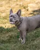 lionto Collier de chien réfléchissant, rembourré & réglable Voir les images du produit 8
