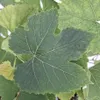 Vinná réva Einset Seedless 2L Náhled obrázku produktu 12