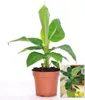 BALDUR Garten 1x Musa Banana Tropicana, Pflanze im 12 Produktbild-Vorschau 2