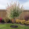 Schweizer Zwergweide - 2 Stk - Salix integra 'Flamingo' - Produktbild-Vorschau 6
