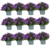 Campanula Addenda - mrazuvzdorná zvonková květina - ideální Náhled obrázku produktu 2
