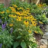 6x Rudbeckia f. Goldsturm P9H20 Produktbild-Vorschau 5