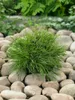 Pinus mugo 'Benjamin', Bergkiefer, kompakt, 12–15 cm Produktbild-Vorschau 9