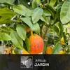 Citronnier rosso - agrume méditerranéen - arbre fruitier - Voir les images du produit 2