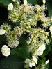 A close-up view of a flowering plant with small white flowers and green leaves. Produktbild-Vorschau