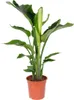 Bloomique - Strelitzia Nicolai - Roślina rajskiego ptaka - Podgląd zdjęcia produktu 1