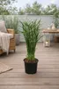 Cyperus Jela 50 cm Cyprysowa palma wodna - dekoracyjna Podgląd zdjęcia produktu 5