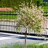 Bakker.com - Harlekinweide auf Stamm, Der topf / 3L / stamm Produktbild-Vorschau 1