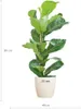 Ficus Lyrata – Figuier lyre – Plante d'intérieur ↕80 cm – Voir les images du produit 2