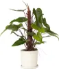 Roślina domowa - Philodendron 'Red Emerald' - 70-80 cm - Podgląd zdjęcia produktu 5