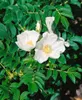 Rosa rugosa 'Alba', Kartoffelrose, weiß, 30–40 cm Produktbild-Vorschau 2