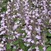 6 x Kleinblütige Bergminze  - Calamintha nepeta 'Marvelette Produktbild-Vorschau 2
