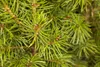 Picea glauca 'Conica', Zuckerhutfichte, kompakt, 20–30 cm Produktbild-Vorschau 6