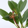 Plumeria czerwona Frangipani - Plumeria rubra - Wysokość Podgląd zdjęcia produktu 3