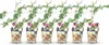 wintergroene Brombeere Rubus Thornless Evergreen 6 planten Productafbeelding-voorbeeld 2