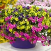 Bloomique - Mix 6 - Calibrachoa - Petunia drobnokwiatowa - Podgląd zdjęcia produktu 2