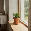 Crassula Ovata, Geldbaum, Sukkulente, 15-20 cm, Topf 12 cm Produktbild-Vorschau 2
