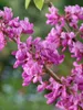 Cercis chinensis 'Avondale', Judasbaum, purpurrosa, 40–60 Produktbild-Vorschau 11