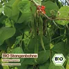 Samenliebe  Bohne Samen | Scarlet Emperor - rote Blüten & Produktbild-Vorschau 4