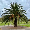 Semená Phoenix Canariensis - balenie 10 ks - Semená palmy - Náhľad obrázku produktu 3