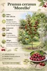 Sauerkirsche ‘Morello’ 100–120 cm | Prunus cerasus Produktbild-Vorschau 3