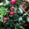 Himbeere - Ruscus aculeatus | 20-30 cm v nádobě Náhled obrázku produktu 2