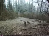 Outdoor Wildlife Hunting Trail und Wildkamera OXE Panther Produktbild-Vorschau 24