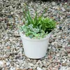 Pot de fleurs blanc Classic Round 45x43 cm Hardy Plastic Voir les images du produit 7